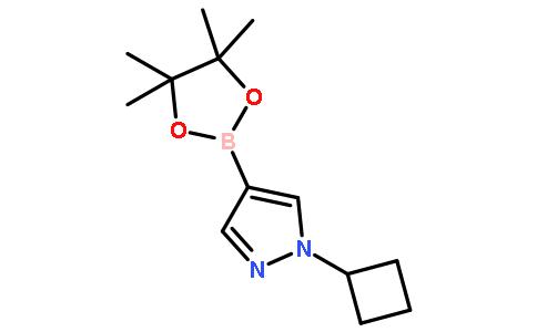 罗恩/Rhawn N-环丙基-吡唑-4-频哪醇二硼酸酯，R034469-1g CAS:1002309-48-9，97%，1g/瓶 售卖规格：1瓶