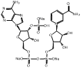百灵威/J&K β-烟酰胺腺嘌呤二核苷酸磷酸二钠盐，916828-1G CAS：24292-60-2，97%，1g/瓶 售卖规格：1瓶