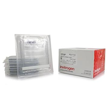 Invitrogen GeneArt NuPAGE™ 4-12%, Bis-Tris, 1.0– 1.5 mm, 小型蛋白预制胶，NP0322BOX ，10 gels (1 box) 售卖规格：1盒