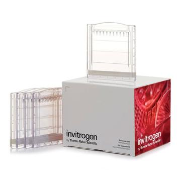 Invitrogen GeneArt Novex™ WedgeWell™ 4-20%, Tris-甘氨酸, 1.0 mm, 小型蛋白预制胶，XP04200BOX ，10 gels (1 box) 售卖规格：1盒
