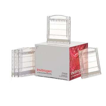 Invitrogen GeneArt Novex™ 10-20%，Tricine，1.0mm，小型蛋白凝胶，EC6625BOX ，10孔，10gels/盒 售卖规格：1支