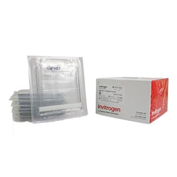 Invitrogen GeneArt NuPAGE™ 12%，Bis-Tris，1.0mm，小型蛋白凝胶，NP0341BOX ，10孔，10gels/盒 售卖规格：1盒