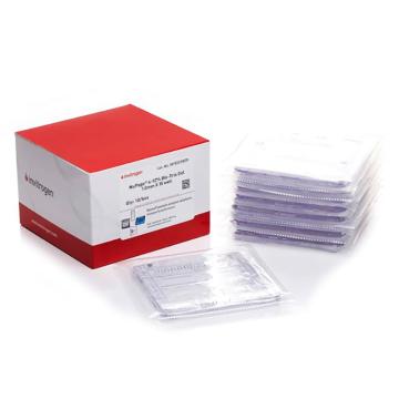 Invitrogen GeneArt NuPAGE™ 4-12%, Bis-Tris, 1.0– 1.5 mm, 小型蛋白预制胶，NP0323BOX ，10 gels (1 box) 售卖规格：1盒