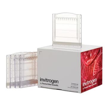 Invitrogen GeneArt Novex™ WedgeWell™ 16%，Tris-甘氨酸，1.0 mm，小型蛋白凝胶，XP00165BOX 售卖规格：1盒