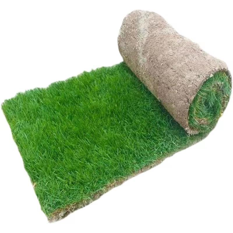 功成狮 带土草皮别墅庭院绿化工程用草，35*80cm一片 20mm厚 售卖规格：1平方米