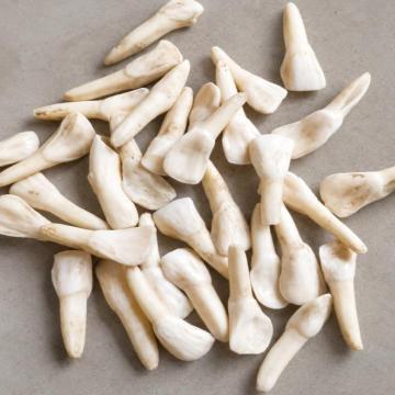 荣程 实验用牛牙（干），Incisor-D 售卖规格：1颗